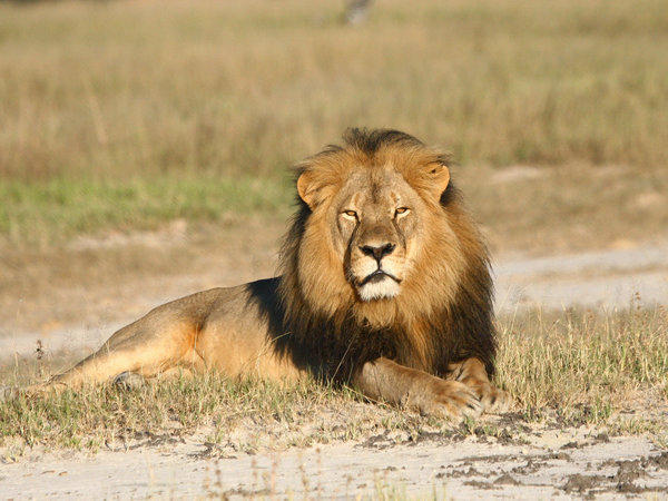 And if you’re not outraged by Cecil being killed, that doesn’t make you a bad person either. While I was talking about this story, my wife said, “I think my 'carer' is full….” Some people don’t have the capacity to care about another thing. And that’s okay too.