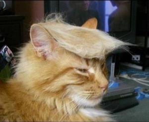This cat is lees of a joke than Donald Trump. I'm completely honest when I say I would vote for